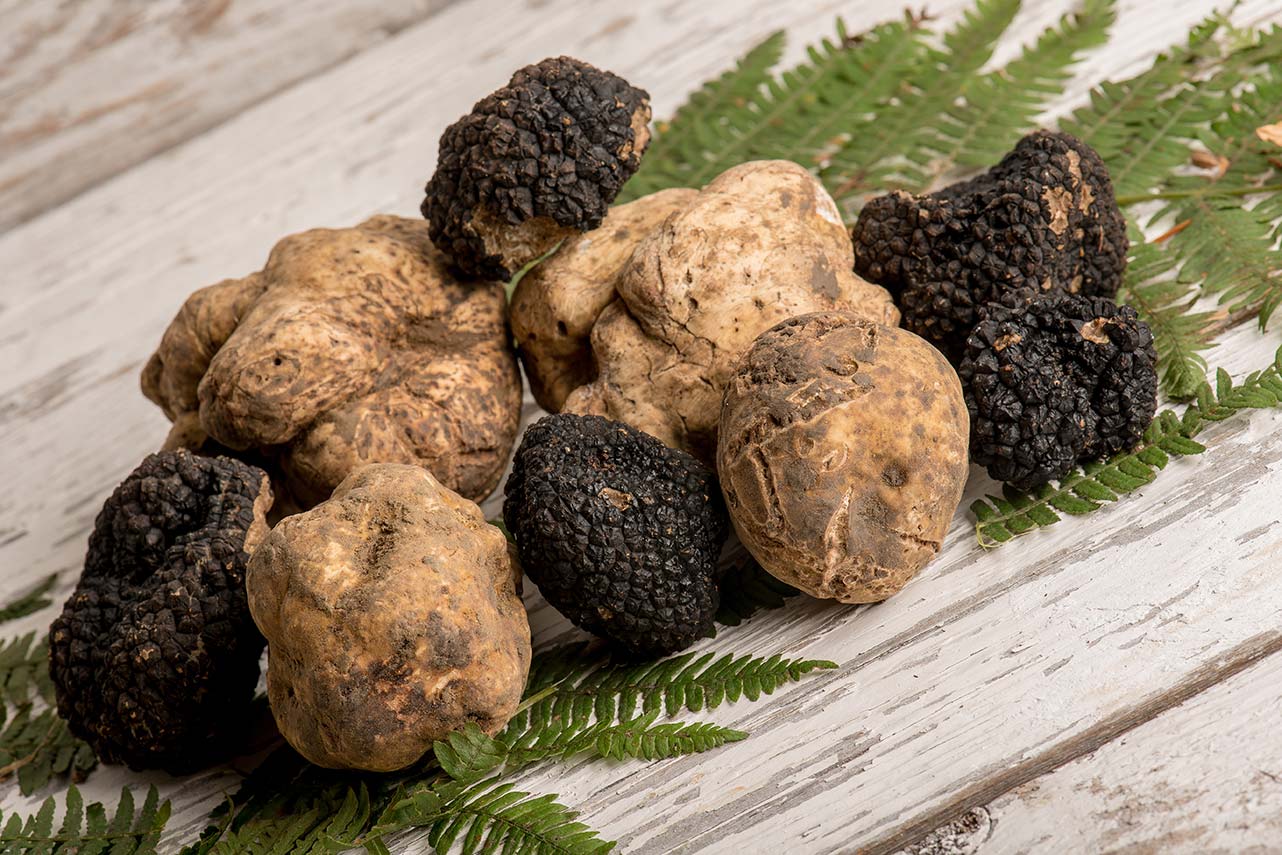 Group of white and black truffles on table